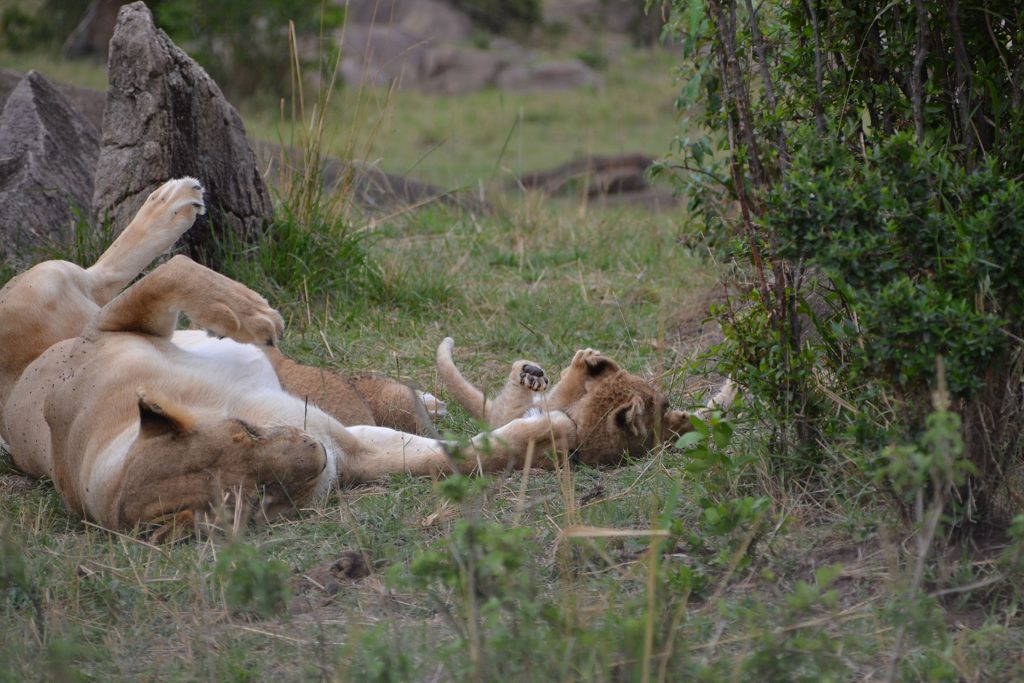 Female lion and her cub in Maasai Mara