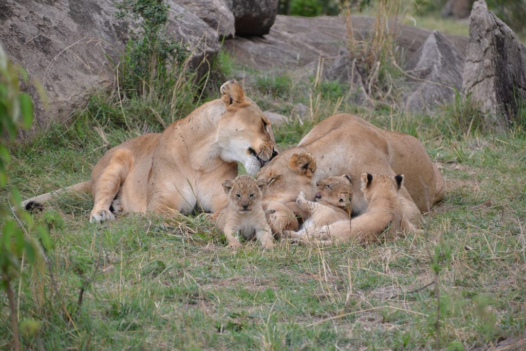 Mother and lion cubs