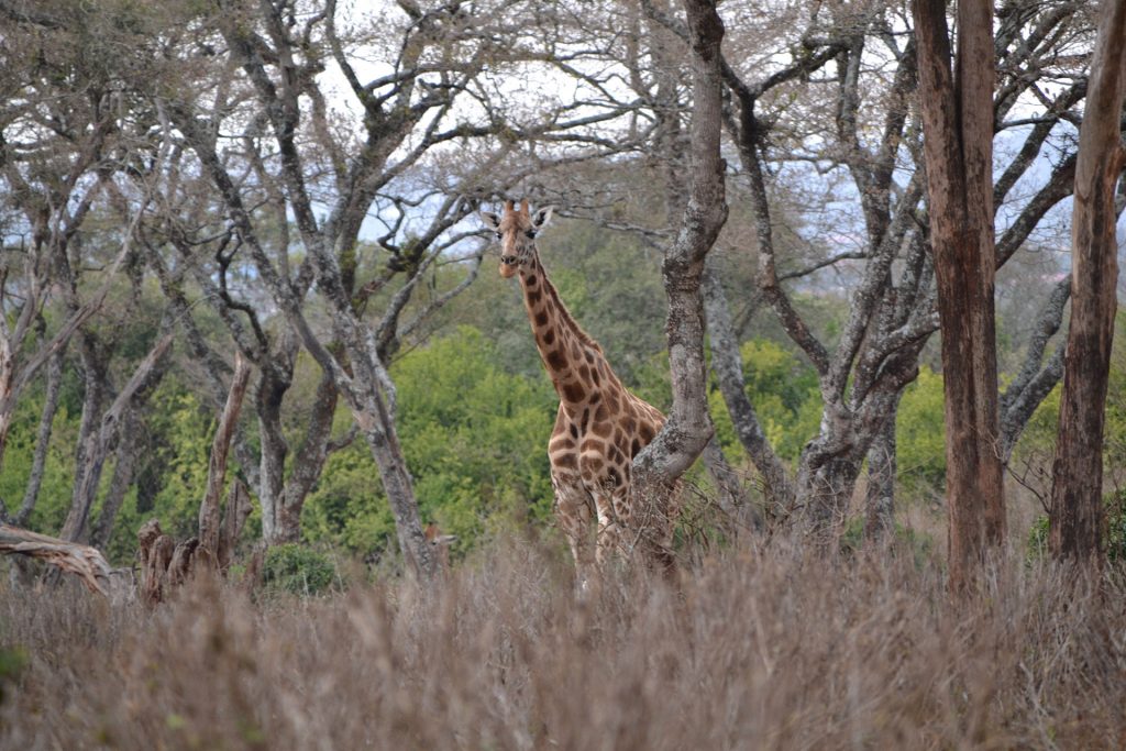 Giraffe between trees