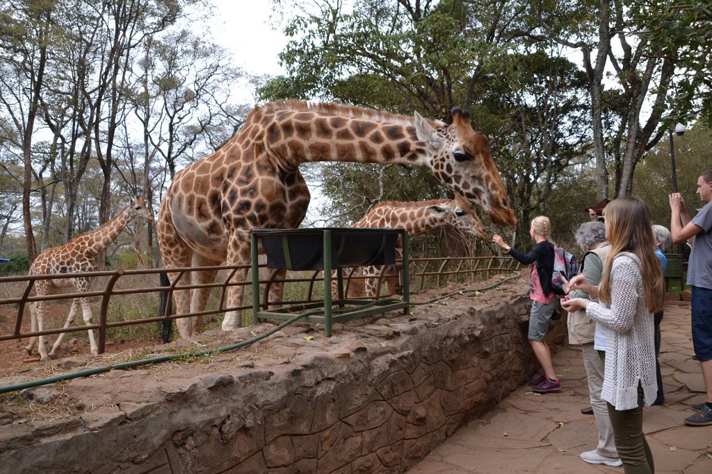 people feed giraffes at Giraffe Center Nairobi