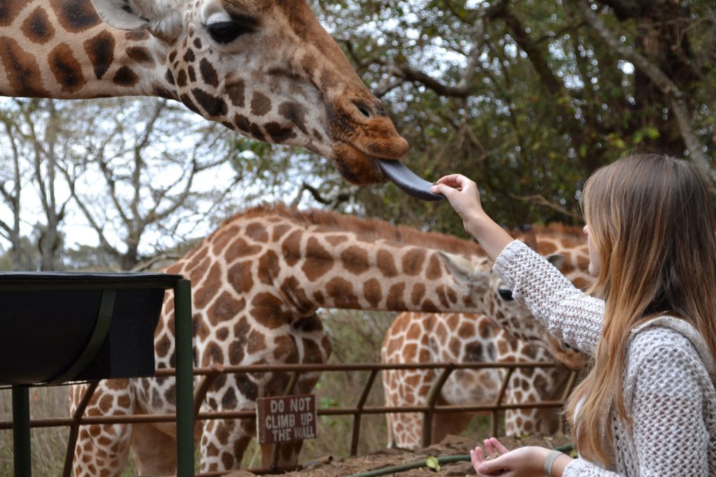 close up feeding a giraffe