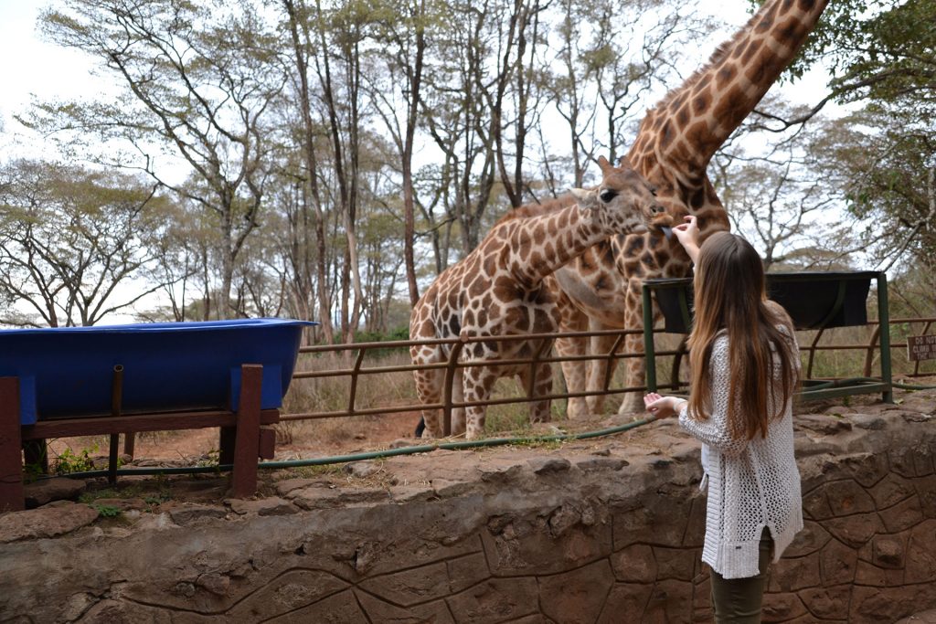 Woman feeding a giraffe