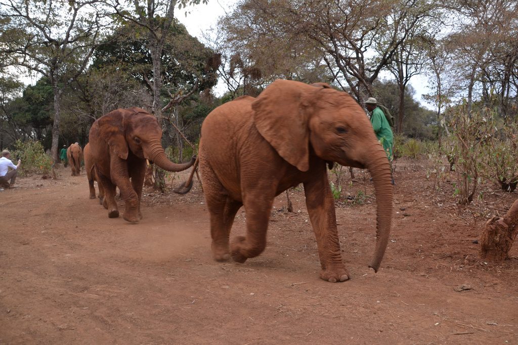 Elephants coming back to DSWT