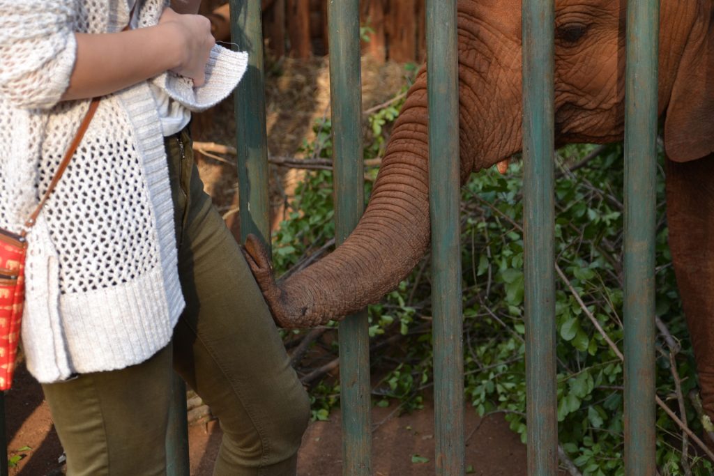 Playful elephant at DSWT