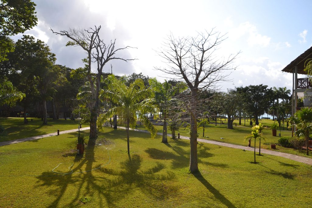 Diani Beach Hotel grass and trees