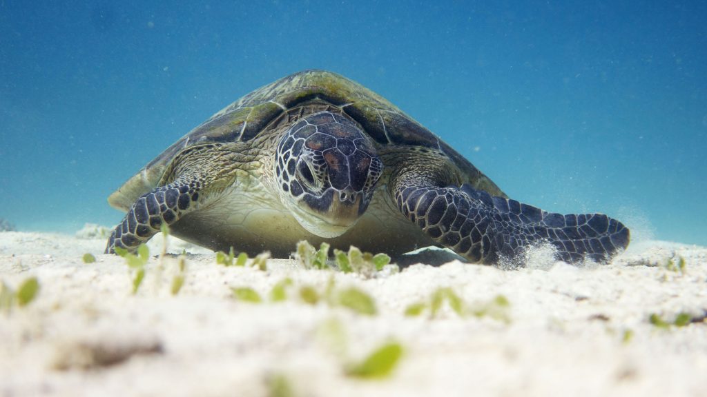 Turtle under water