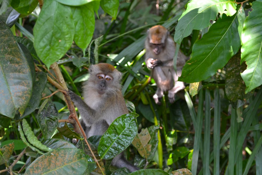 Monkeys in tree in Singapore