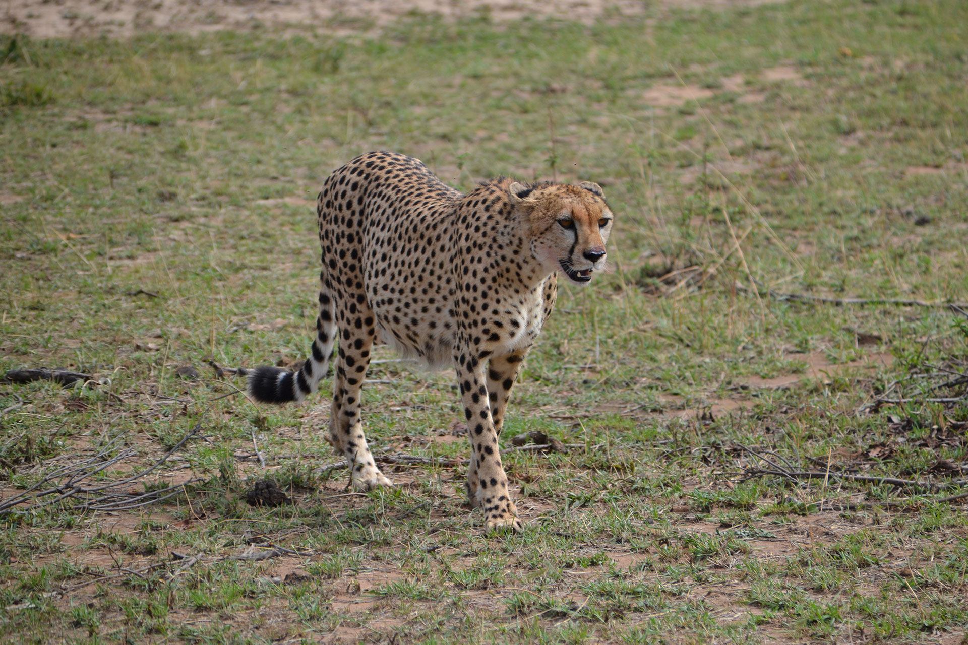 Cheetah in Maasai Mara