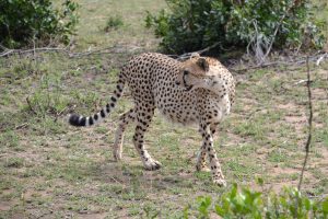 Cheetah looking to the left in Maasai Mara