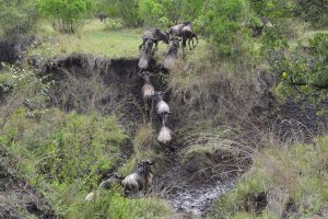 Wildebeest crossing small river