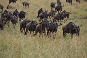 Wildebeest in grass in Maasai Mara