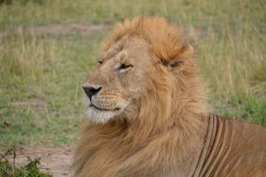 Male lion in Maasai Mara