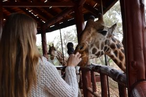 Woman feeding giraffe
