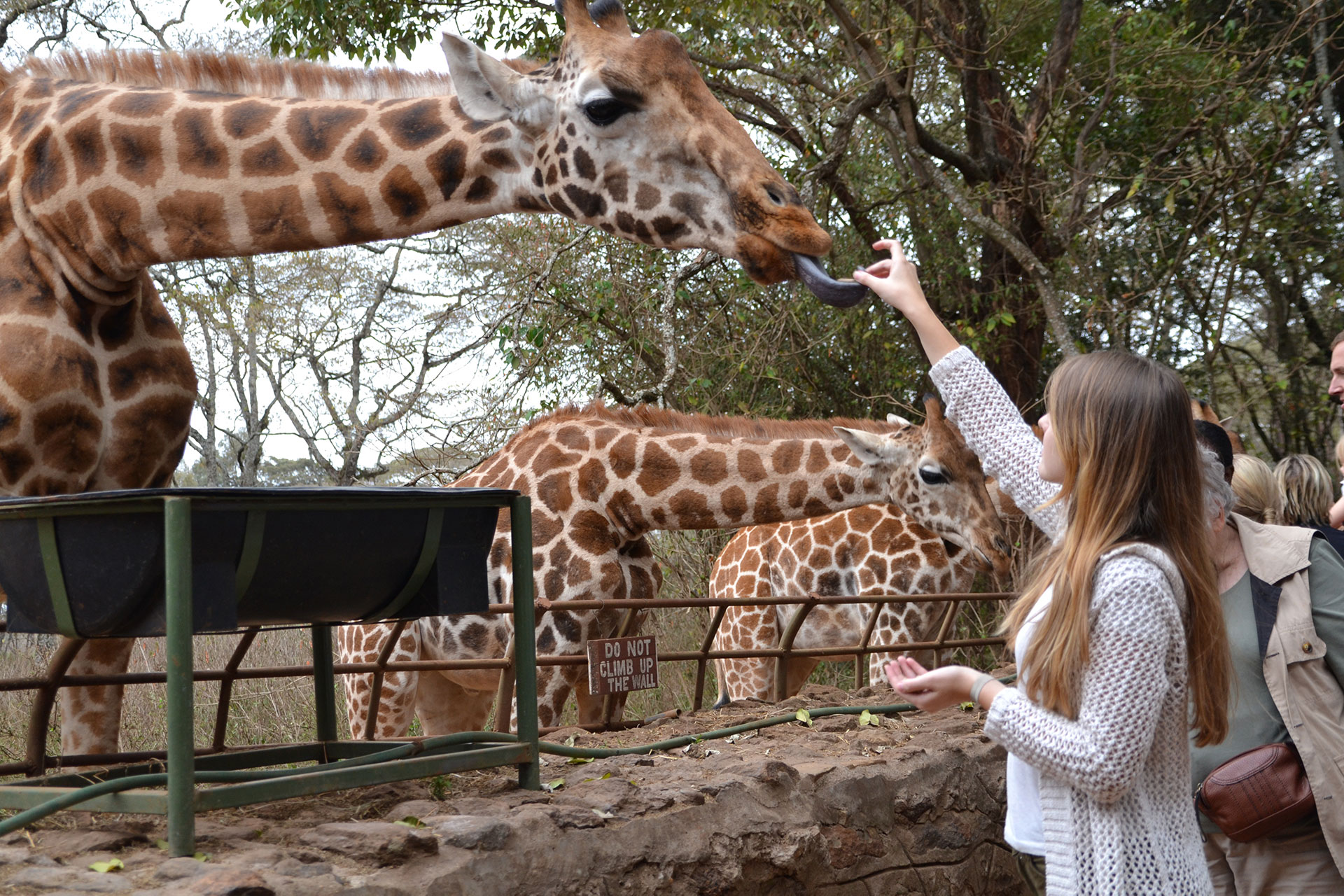 safari park feed giraffes