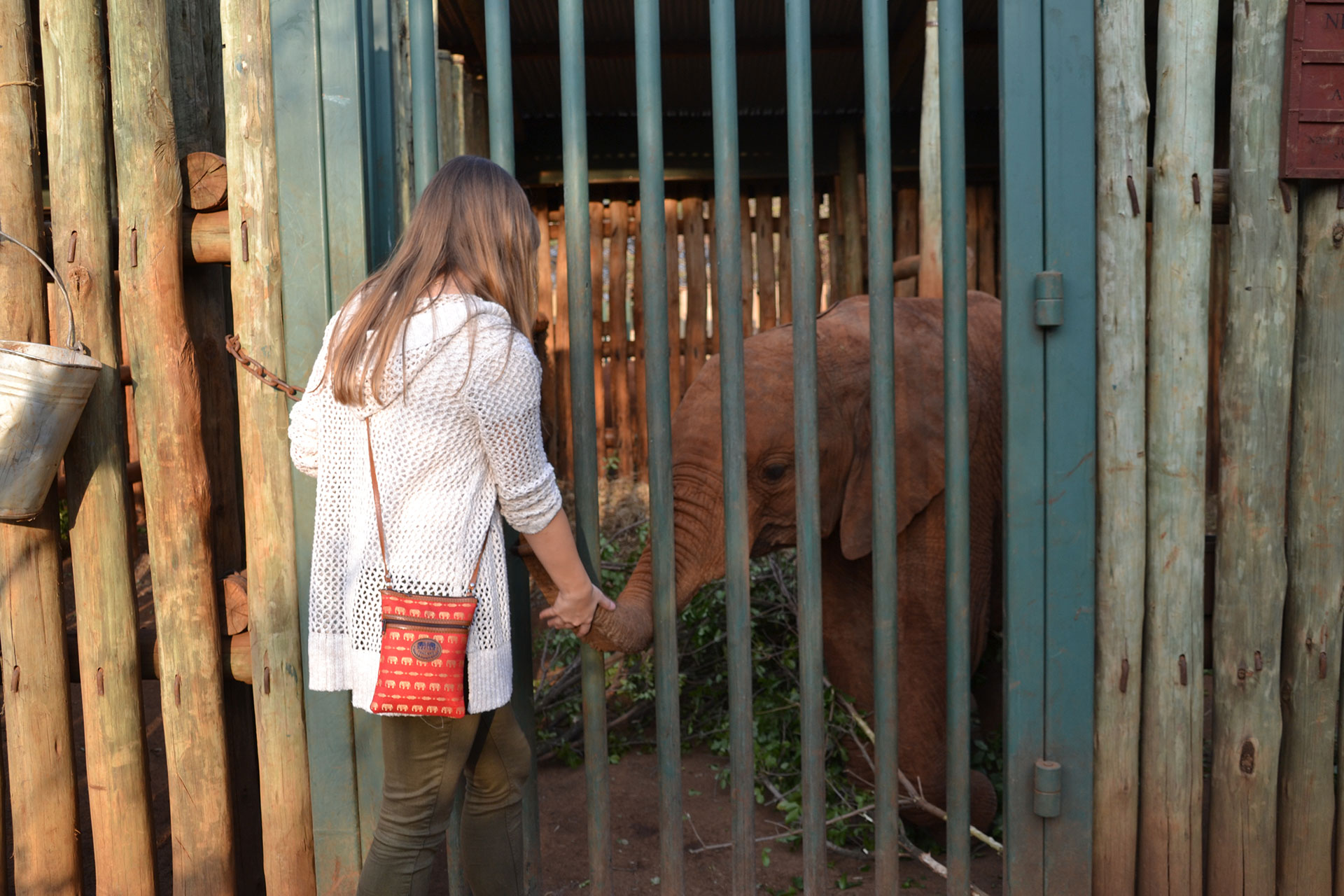 DSWT elephant human interaction