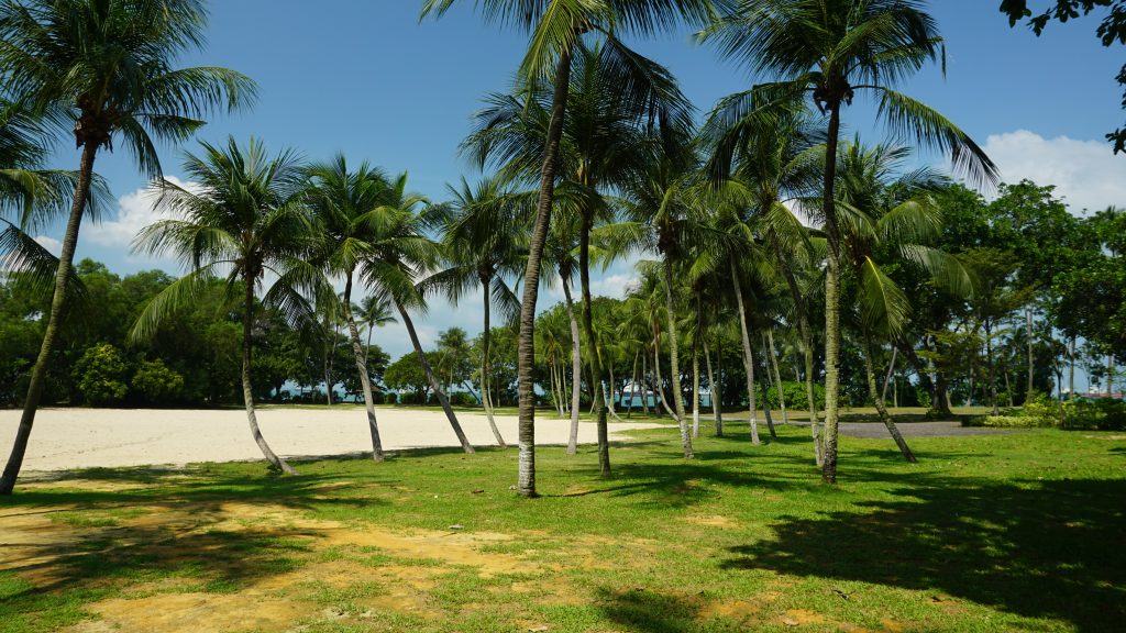 Palm Trees on Sentosa Beach