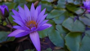 purple Lilly on pond