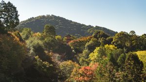 Kyoto Colorful Trees Fall Foliage