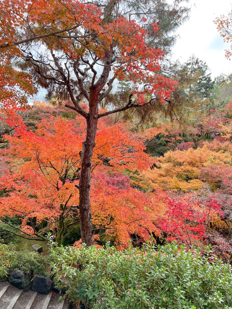 Tofukuji Temple colorful leaves