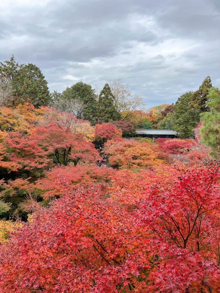 guide to fall foliage in Kyoto: tofukuji temple foliage
