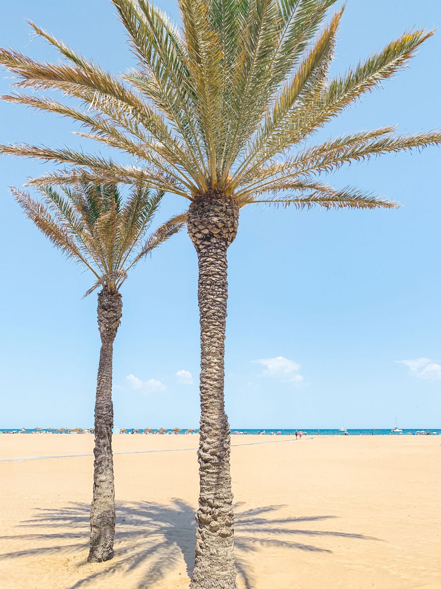 Valencia Beach Palm Trees