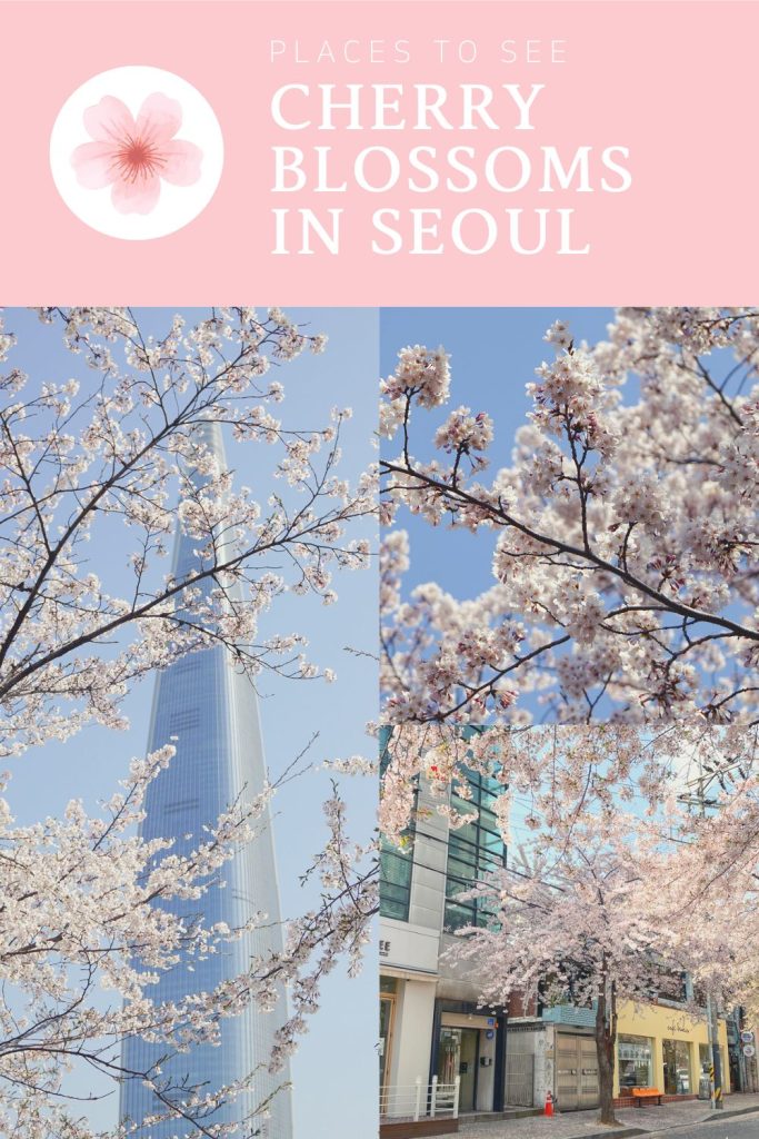 Pinterest Cherry Blossom Seoul
