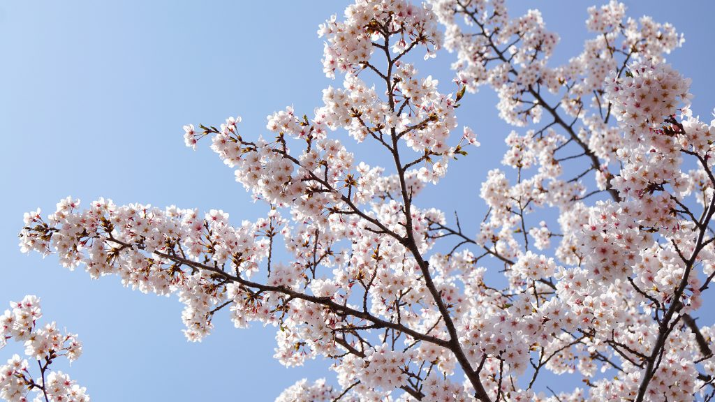 Cherry Blossoms with blue sky
