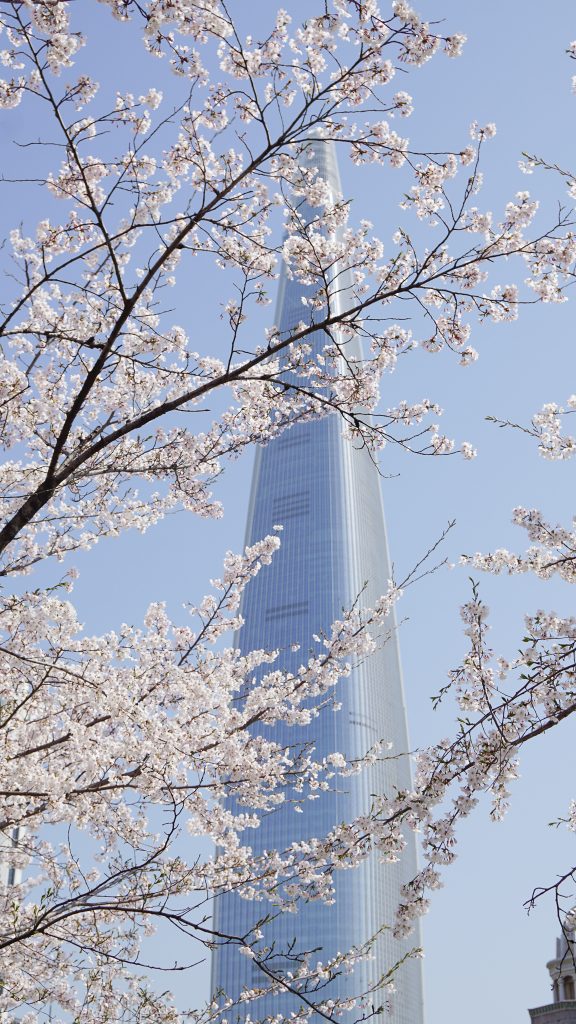 Lotte World Tower behind Cherry Blossoms