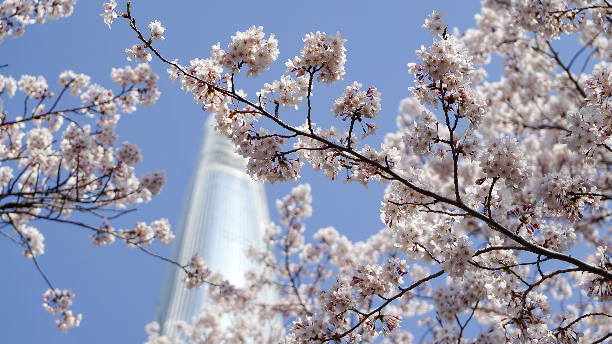 Cherry Blossoms in front of Seokchon Lake in Seoul