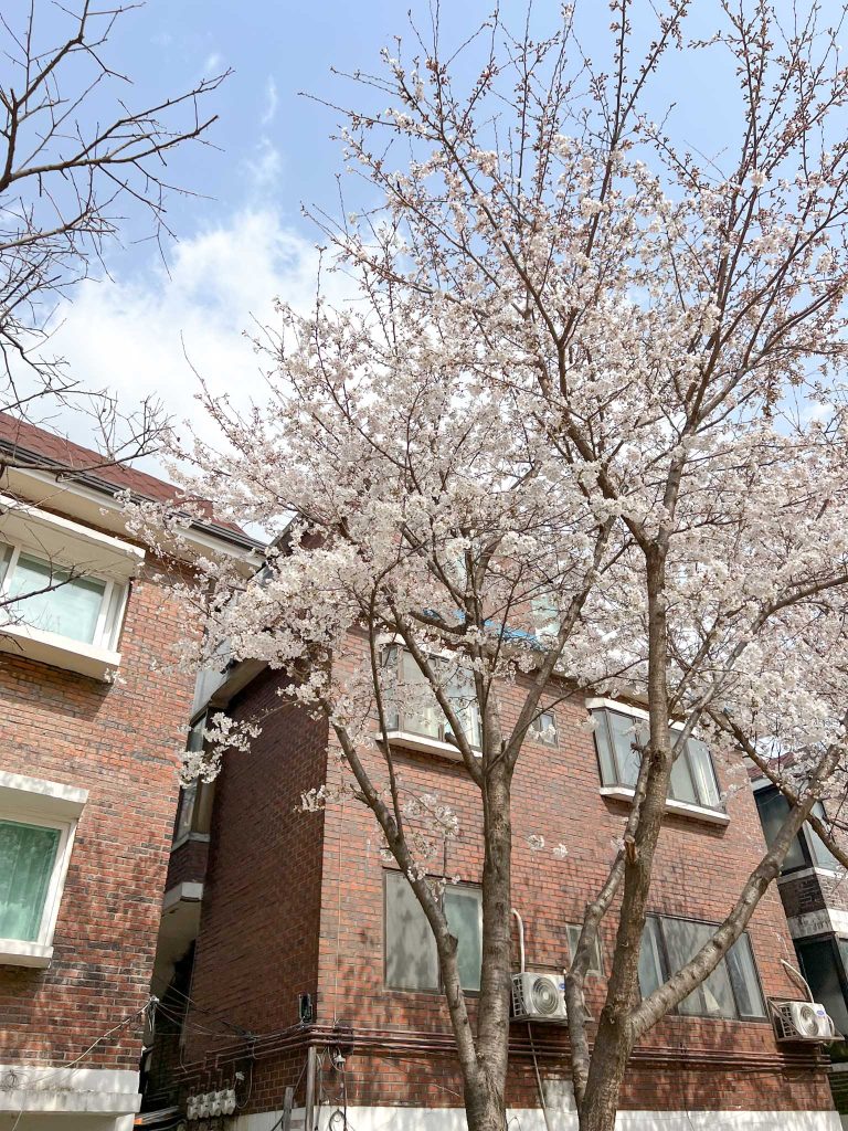 Gyeongui Line Park Cherry Blossom in front of brick house