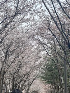 Gyeongui Line Park Cherry Blossom blooming