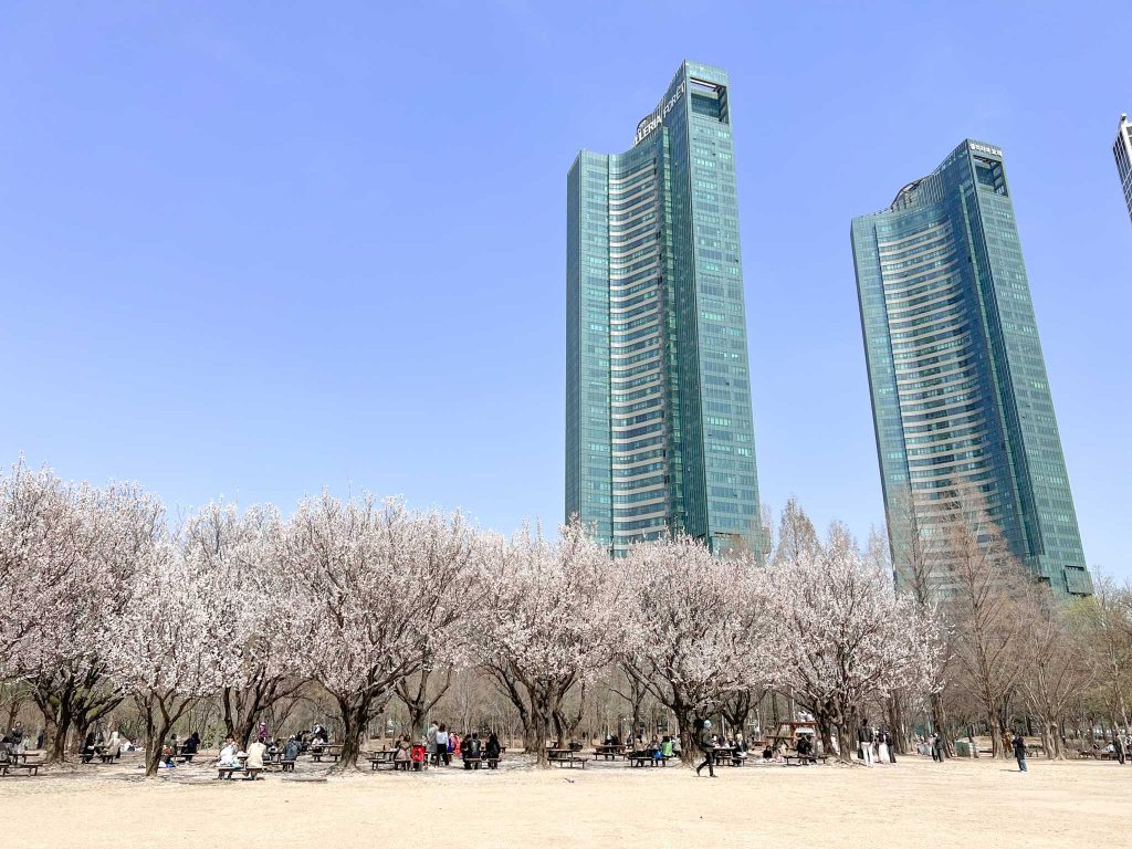 Cherry Blossom Seoul Forest view with skyscrapers