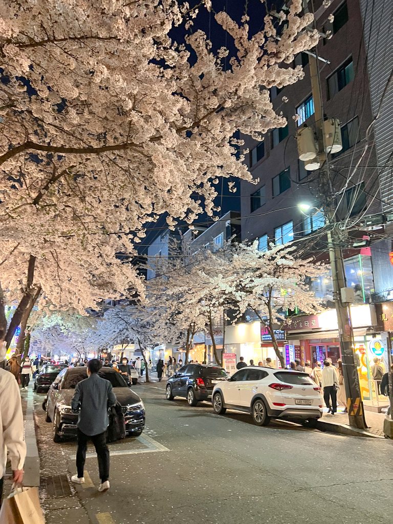 Cherry Blossom trees at night in Hongdae