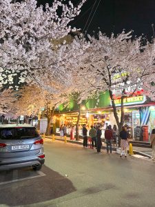 Cherry Blossom trees at night in Hongdae