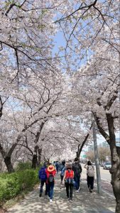 People walking under Cherry Blossom Trees