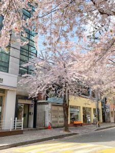 Cherry Blossom Trees in front of building Hongdae
