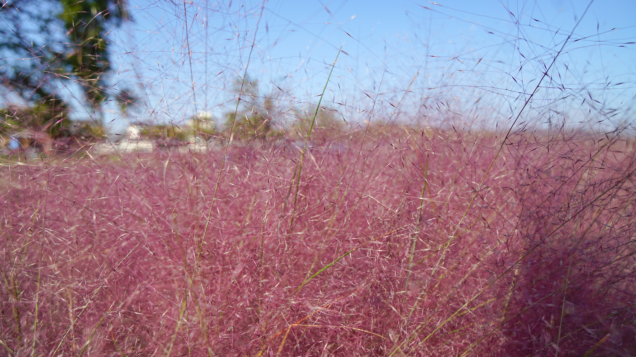 Pink Muhly in Gyeongju