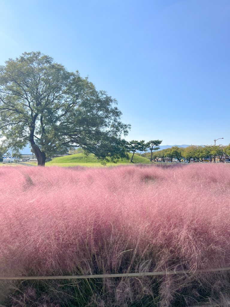 pink grass in korea