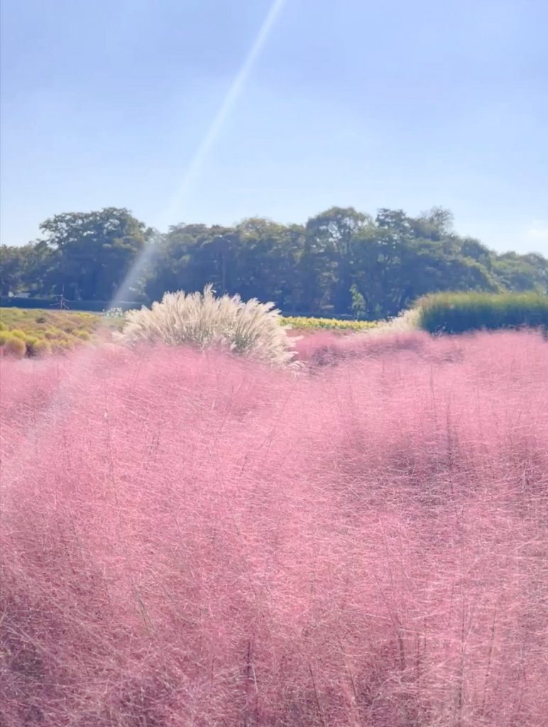 Pink Muhly in Gyeongju