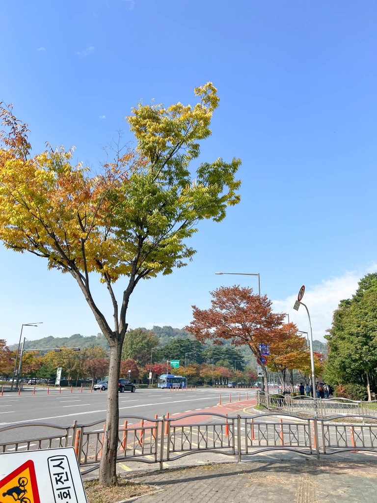 Street with colorful trees in Seoul