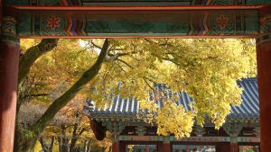 Yellow Ginkgo Trees behind Korean door