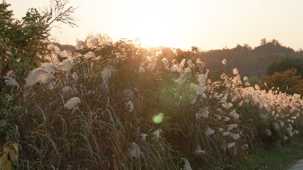 visiting Jeonju stream during sunset with silver grass
