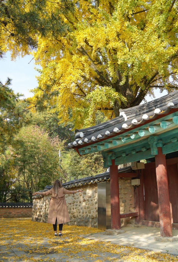 Woman in front of yellow Ginkgo Tree in Jeonju