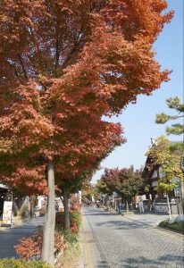 red leaves in Jeonju Hanok Village