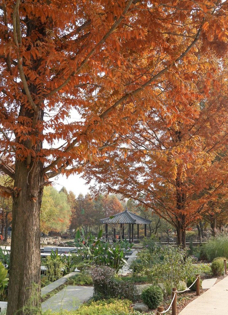 Jeonju Arboretum Autumn views