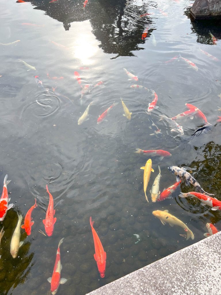 Koi fish at Koko-en garden in Japan