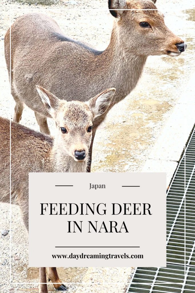 feeding deer in Nara pinterest