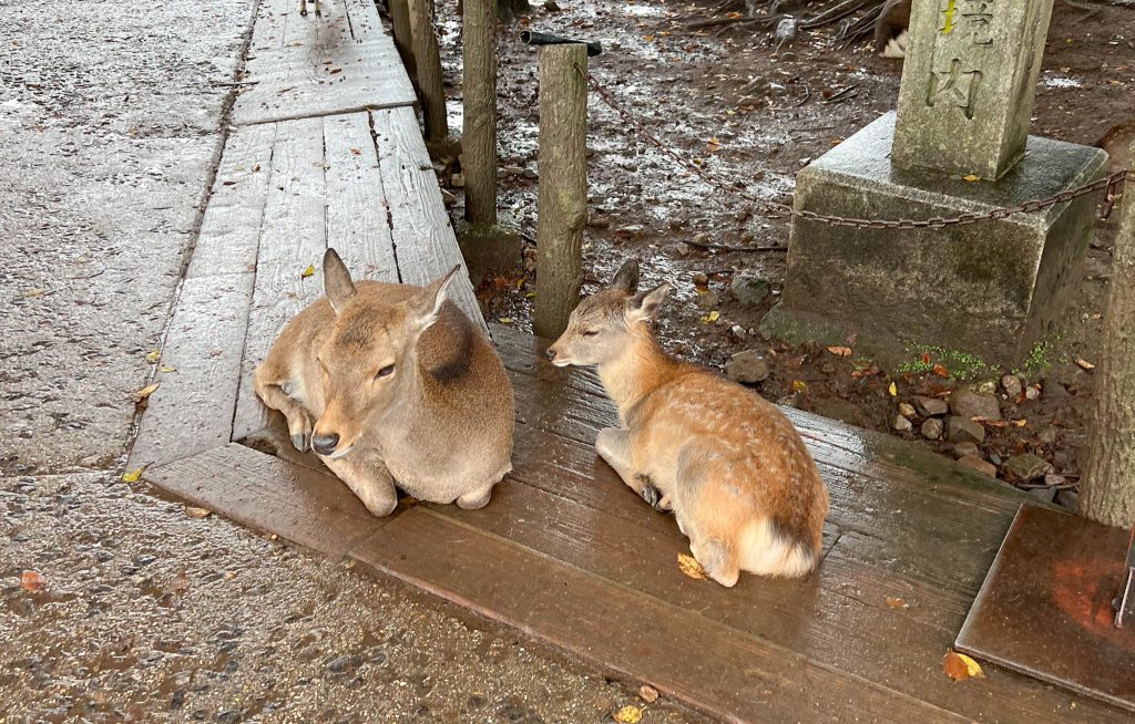 feeding deer in Nara Japan