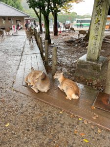 2 deer in Nara