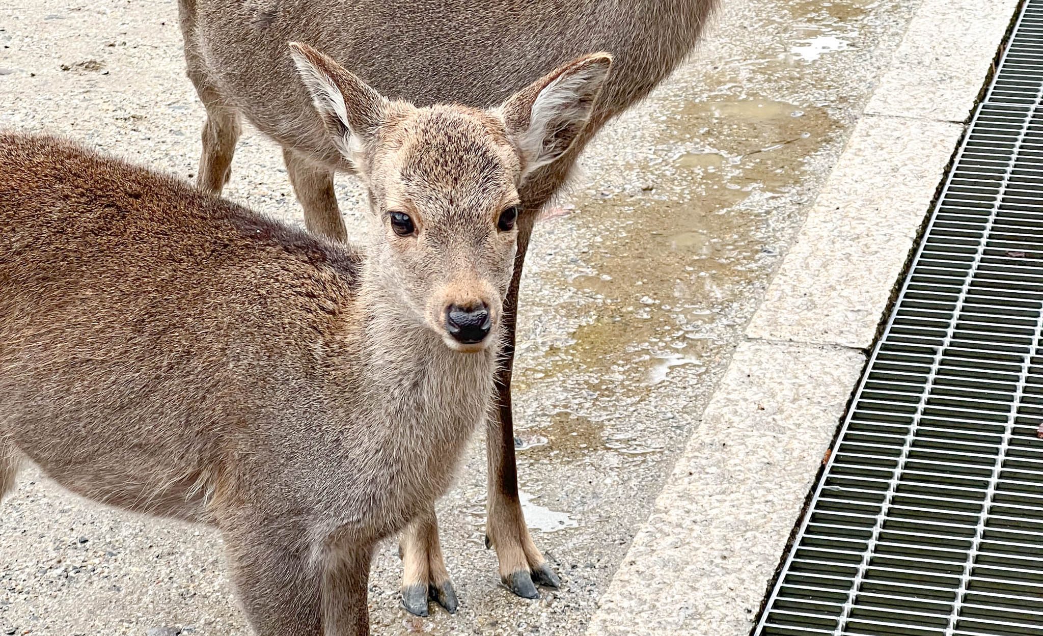 feeding deer in Nara small deer